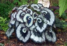 Begonia escargot tropical for sale  BECCLES