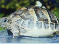 Calcium gramme tortue d'occasion  Saintes