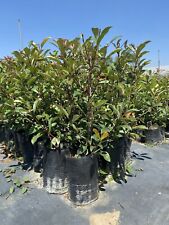 Photinia fitocella altezza usato  Gioiosa Ionica