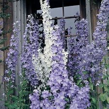 120 campanula pyramidalis for sale  Huntington Beach