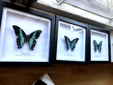 Framed butterfly blue for sale  Shipping to Ireland