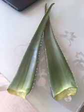 Aloe vera leaf for sale  LONDON