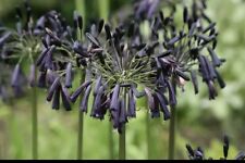 Wow agapanthus black for sale  MEXBOROUGH