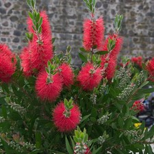 callistemon usato  Napoli