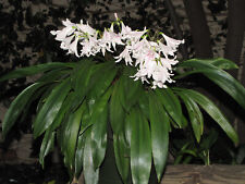 Eithea blumenavium miniature for sale  Los Angeles