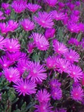 ice plant for sale ice plant for sale SOUTHAMPTON