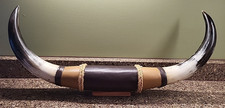 Texas long horn for sale  Faribault
