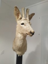 Taxidermie tete chevreuil d'occasion  Mus