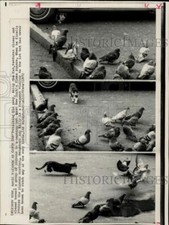 1972 press photo d'occasion  Expédié en Belgium