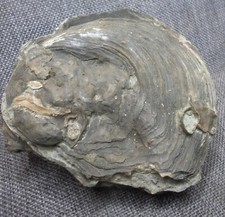 Fossile exogira aquila d'occasion  Vitry-le-François