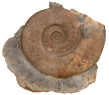 Lias harpoceras serpentinum gebraucht kaufen  Erlangen