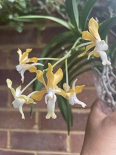 Vanda falcata vanda for sale  HEMEL HEMPSTEAD