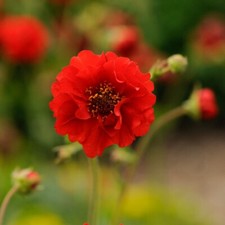 Geum blazing sunset for sale  MARCH