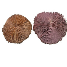 Mushroom coral for sale  Saint George