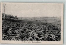 39894090 - Landwirtschaft Mandioca Maniok Kultur, Campos Salles Frucht, Gemuese comprar usado  Enviando para Brazil