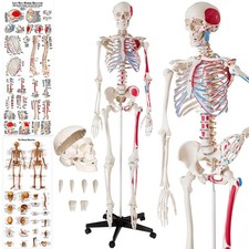 Modello medico scheletro usato  Campolongo Tapogliano