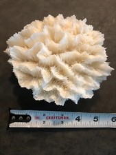 Natural genuine dead for sale  Port Townsend