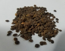 Mimosa pudica seeds for sale  Miami