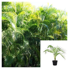 Areca palms live for sale  Modesto