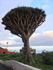 Dracaena draco kanarischer gebraucht kaufen  Hofheim