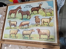 Ancienne affiche scolaire d'occasion  Saint-Saëns