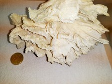 Weiße koralle natürliche gebraucht kaufen  Sternberg
