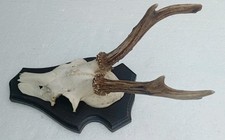 Roe deer buck for sale  CRAWLEY