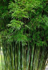 100 seabreeze bamboo for sale  Ravensdale