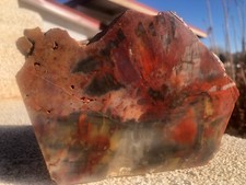 Petrified wood slab for sale  Peralta