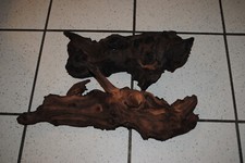 Stück mangrovenwurzel länge gebraucht kaufen  Osterrönfeld