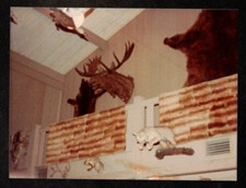 Vintage photograph taxidermy for sale  Greeley