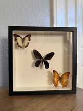 Real framed butterflies for sale  Denver