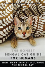 Honest bengal cat for sale  MILTON KEYNES