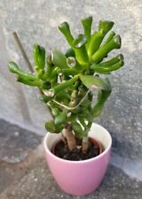 Crassula gollum 17cm gebraucht kaufen  Radebeul