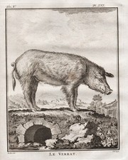Boar wildschwein schwein gebraucht kaufen  Seubersdorf
