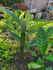 Loquat tree seedling for sale  Anaheim