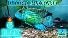 Pack electric blue for sale  Palm Beach Gardens