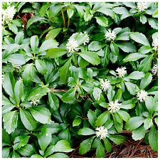 Pachysandra terminalis green for sale  NEWTOWNARDS