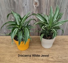 Dracaena white jewel for sale  Pleasant Hill