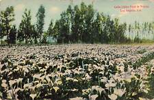 Vintage postcard calla for sale  Los Angeles