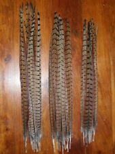 Cock pheasant tail for sale  ABERDEEN