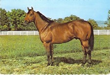 Cartão postal 1970 Son of Gold cupido quarto cavalo garanhão cravejado 4x6 C37 comprar usado  Enviando para Brazil