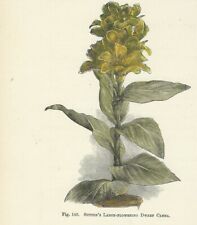 Canna stampa antica usato  Lecco