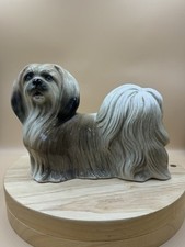 Beautiful lhasa apso for sale  ELY