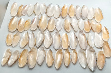 mussel shells for sale mussel shells for sale LIGHTWATER