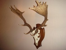 Geweih trophäe vom gebraucht kaufen  Finowfurt