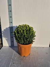 Buxus faulkner bosso usato Buxus faulkner bosso usato  Pistoia