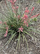False yucca coral for sale  Weleetka