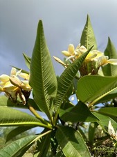 Yellow plumeria fresh for sale  Kailua Kona