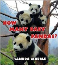 Many baby pandas for sale  Montgomery